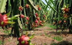 NÓNG: Người trồng thanh long được bồi thường hàng... tỷ đồng