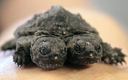Một trang trại phát hiện rùa hai đầu trong lô hàng từ Trung Quốc 