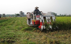 Tái cơ cấu nông nghiệp: Ưu tiên trồng trọt, chăn nuôi thủy sản