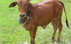 Quảng Ngãi: Hỗ trợ bò giống cho nông dân nghèo
