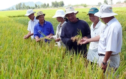 &#34;Chăm chăm” phát triển lúa, bỏ mặc giống rau, hoa: Việt Nam bỏ tiền tỷ để lượm bạc cắc?