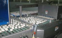 Xuất khẩu trứng vịt muối giảm mạnh
