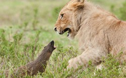 Cận cảnh con vật “tí hon” đối đầu với 4 sư tử to lớn