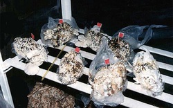Công nghệ trồng nấm từ... bỉm bẩn độc nhất vô nhị