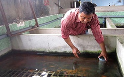Nông dân Sài thành nuôi lươn “độc chiêu”, đút túi hàng trăm triệu đồng
