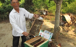 “Hiểu” ong để nuôi tốt, lãi cao