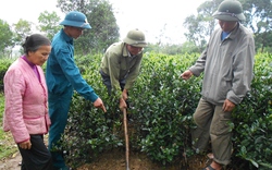 “Người hùng” đất chè 