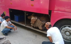 Thừa Thiên-Huế: Một đêm bắt 2 xe khách chở gỗ lậu