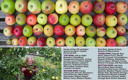 Độc đáo cây ghép cho 50 giống quả táo khác nhau