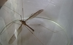 Quảng Bình: Phát hiện muỗi to như... chuồn chuồn