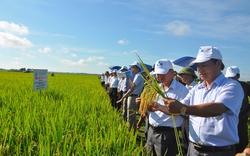 Phân bón NPK-S của Lâm Thao: “Lá chắn” đạo ôn cho giống lúa mới 