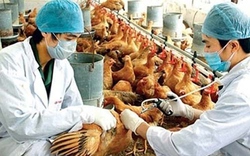 Liên tục giám sát cúm A H7N9