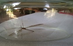 Muỗi khổng lồ ở Quảng Bình là loài ruồi “si tình”?