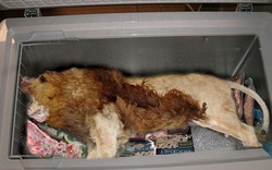 KINH HOÀNG: Phát hiện sư tử chết trong... tủ lạnh