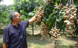 Nhãn chín muộn “nhả vàng”