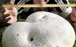 Phát hiện “nấm ma quỷ” khổng lồ nặng 10 kg