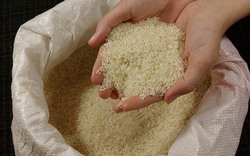Philippines nhập khẩu 500.000 tấn gạo từ Thái Lan và Việt Nam