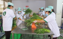 350 đơn vị được chứng nhận VietGAP cho vùng trồng rau