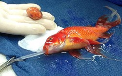 Phẫu thuật khối u... cho cá vàng