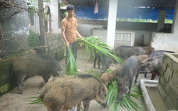 Mày mò nuôi... lợn rừng sạch, đút túi hàng trăm triệu đồng