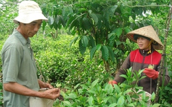 Mất dần hoa sói - loài cây làm nên “linh hồn” trà B’Lao