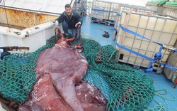 Mổ xẻ con mực khổng lồ kỳ lạ nặng 350 kg