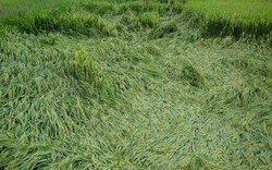 Gần 1 nghìn ha lúa mùa gãy đổ khi bão số 3 đổ bộ