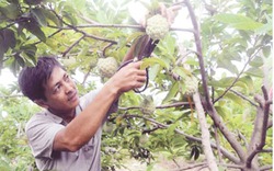 Bón phân NPK-S Lâm Thao cho na dai ở Đông Triều: Năng suất,  chất lượng đều tăng