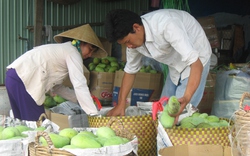Trái cây Thái Lan “tung hoành” chợ Việt: Cây nội địa có thể “chết”
