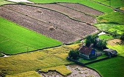 Những “tấm thổ cẩm” trên cánh đồng mới gặt ở Bắc Sơn