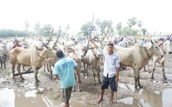 An Giang: Tưng bừng lễ Hội đua bò mừng lễ Sene Dolta