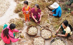 Tăng giá chóng mặt, 1 chỉ vàng mới mua nổi 4kg tỏi mồ côi Lý Sơn