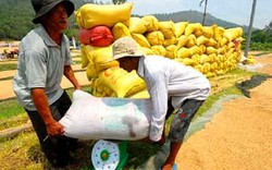 Thương nhân liên kết tiêu thụ thóc gạo với nông dân: Được hưởng chính sách như tham gia cánh đồng lớn