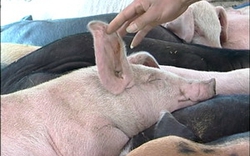 Bí quyết chữa bệnh tai xanh ở lợn 