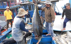 2 phút, 9 con cá ngừ và cơ hội hàng tỷ đô la cho ngư dân Việt