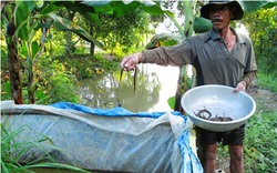 Miền Tây mùa nước nổi: Kiếm bạc triệu mỗi ngày từ ụ cỏ bẫy lươn 