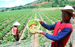 Người Kơ Ho ở Lâm Đồng kiếm hàng trăm triệu nhờ quả dâu tây