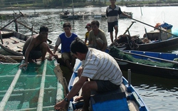 Quảng Nam: Bị phá bè cá, nông dân thiệt hại nặng