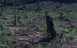 Vụ “Ngang nhiên bán rừng  phòng hộ” ở Thanh Hóa: Báo cáo UBND tỉnh  trước ngày 5.10