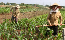 Bón Phân NPK-S Lâm Thao:  Nâng cao năng suất  ngô vụ đông