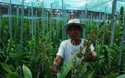 Lão nông Khmer bắt đất phèn “yêu” hoa lan