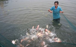 Phát triển nghề nuôi cá ven kênh Đông