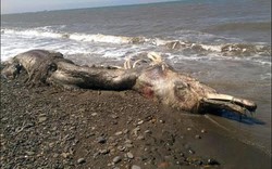 Sinh vật lông lá bí ẩn dạt vào bờ biển Nga