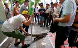 Lạ kỳ công ty tuyển nhân viên dám hôn cá sấu trên phố