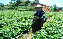 Người K’Ho thoát nghèo nhờ trồng rau, hoa công nghệ cao