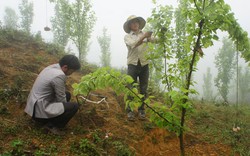 Thông đường, thông cả... tư duy