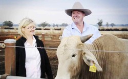 Cận cảnh ngành chăn nuôi khổng lồ của Australia