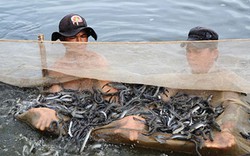 Tăng năng suất cá kèo bằng phương pháp nuôi trên ruộng muối 