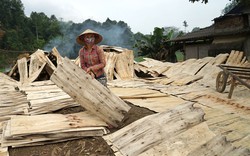 Ngành lâm nghiệp tăng trưởng chưa vững chắc