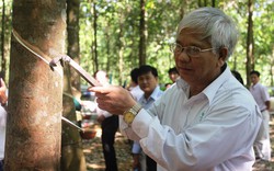 Nam Giang &#40;Quảng Nam&#41;: Đón những giọt “vàng trắng” đầu tiên 